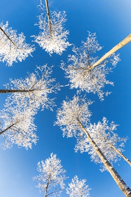 El cielo azul invernal