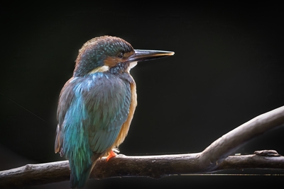 Kingfisher reflecting
