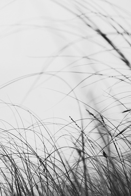 Trawa czarno-biała