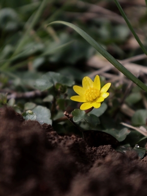 Kleine gelbe Blume