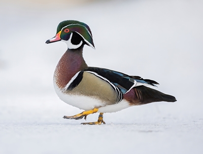 Wood duck out walking