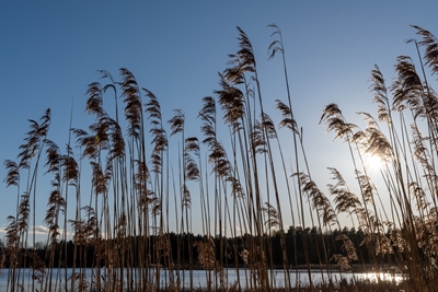 Reed tops against the sky