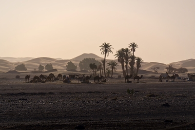 Am Rande der Wüste