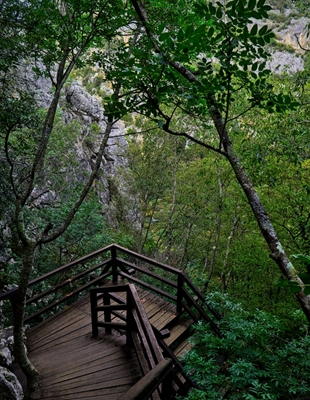 Escaliers dans la forêt