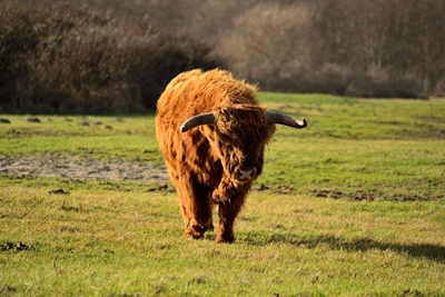 Walking highlander cow