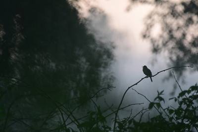 Marsh warbler 