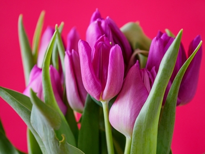 Muchos tulipanes en primavera