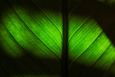 Grönt blad med linjer och shad