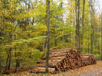 Holz im Herbstwald