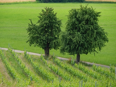 two trees in the green