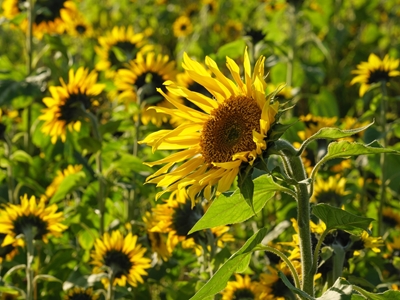 field with sun flowers