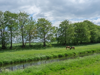 Due cavalli in riva al fiume