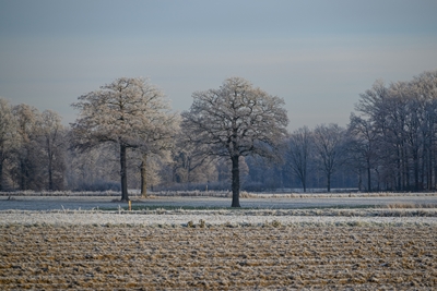 Manhã fria em Münsterland