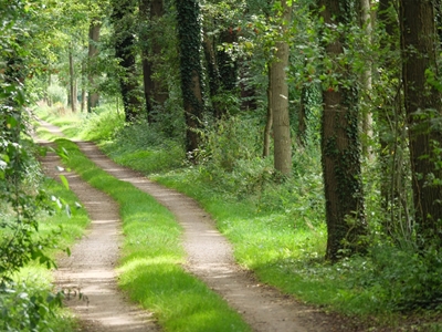 Ścieżka przez las