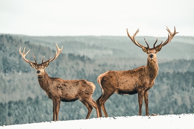 Deer pair