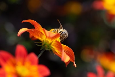 Mina de abelhas para sempre