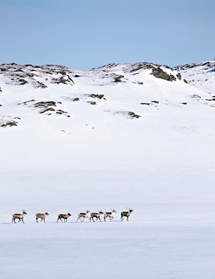 Herd of Reindeers