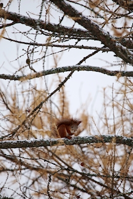 Lo scoiattolo si sedette sull'albero di Natale