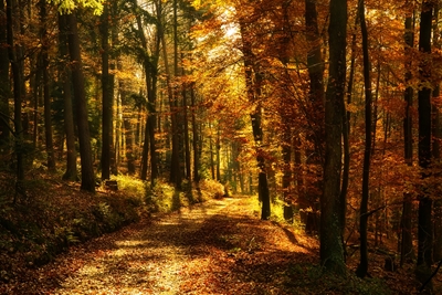 Un chemin dans la forêt d’automne