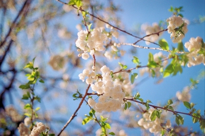 Pastel white blossoms