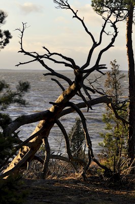 Radice d'albero in riva al mare
