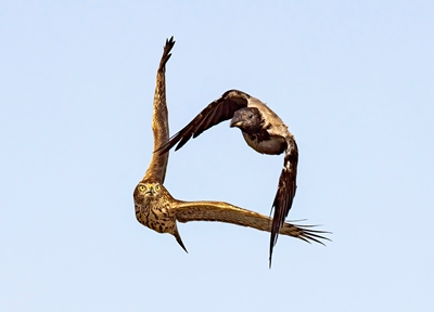 Azor persiguiendo cuervo contra el cielo azul