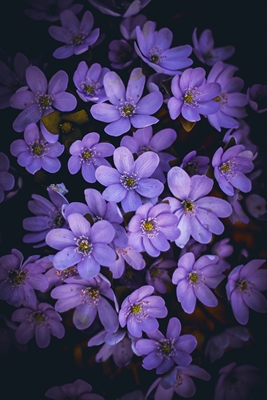 Sogno di fiori viola