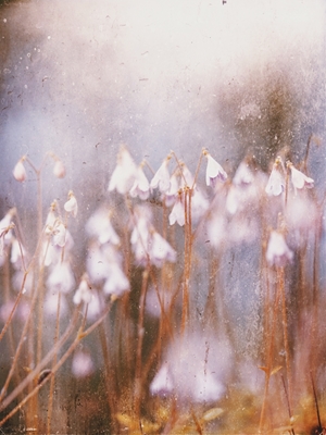 Linnaea borealis różowy toner