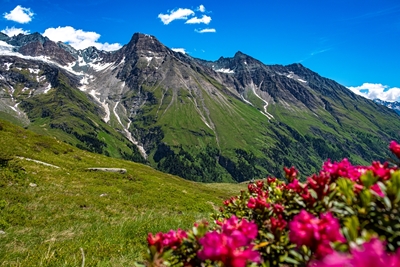 Floraison de rose alpine avec pin des montagnes