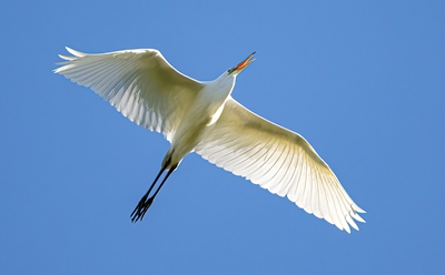Great Egret in clear blue sky