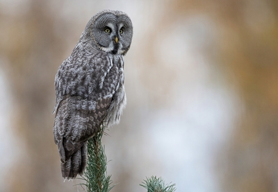 Great Grey Owl on treetop