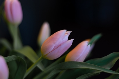 rose colored tulip