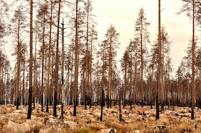Verbrande bomen