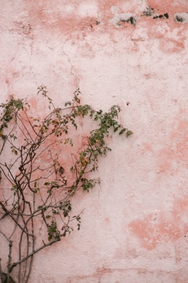Grøn plante mod lyserød væg