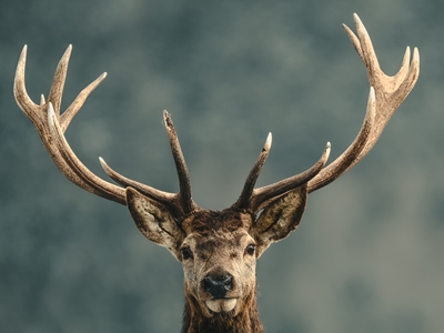 Deer face