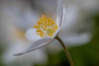 Close-up photo of wood anemone