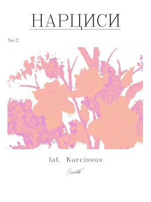 Narcis, květiny č. 2