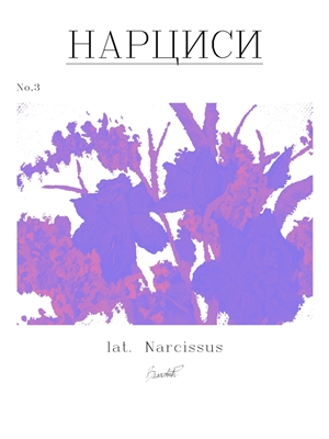 Narciso, Flores No. 3