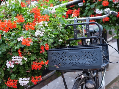 Blommor och en cykel 
