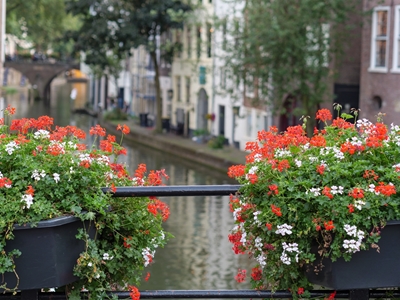 flowers at a dutch channel
