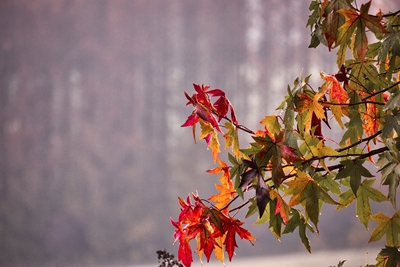 Autumn magic: blaze of colors