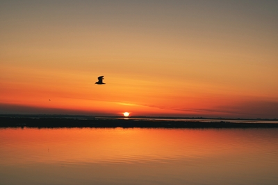 Sunset with Seagull