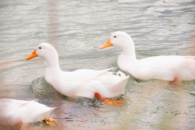 Three white mallard ducks