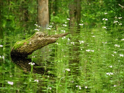 wood in the lake