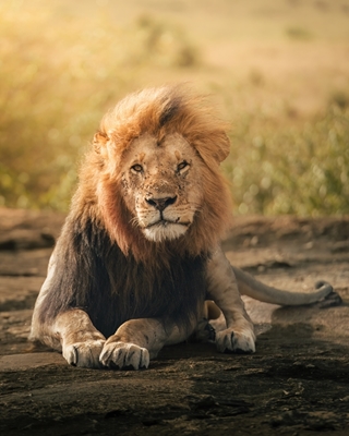 Lejonkungen av Maasai Mara 