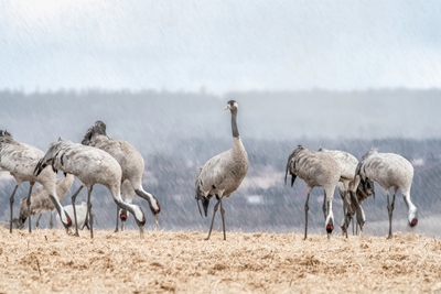 Cranes in snowy weather