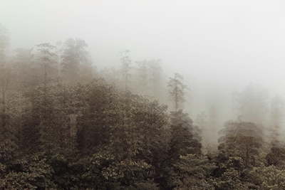 Jungle in the Mist
