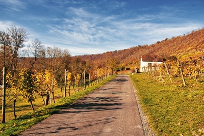 De wijngaard in de late herfst