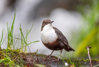 White-throated Dipper on land