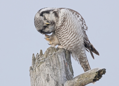Northern Hawk Owl on stump
